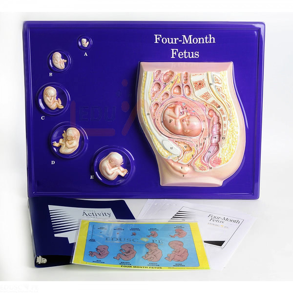 Four Month Foetus Model