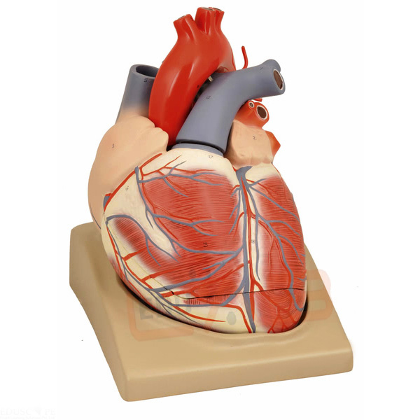 Heart Extra Large on Base Model