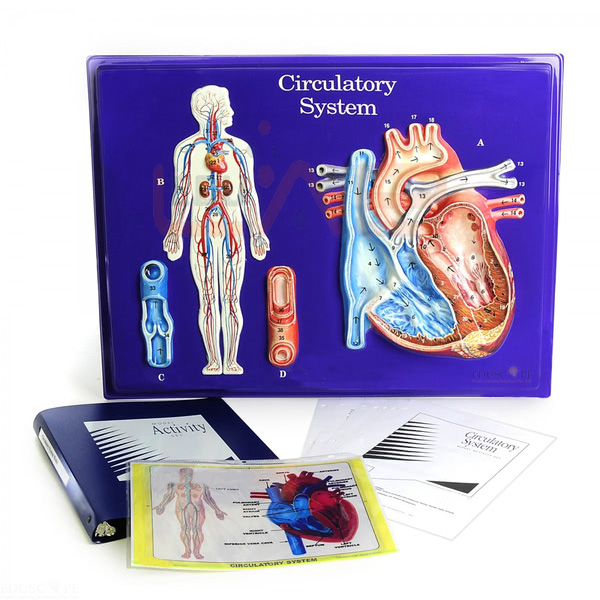 Circulatory System Model Activity Set