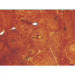 Basic Histology Slide Set of 25